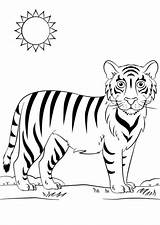 Dibujos De Tigre Para Colorear E Imprimir– ColoringOnlyCom sketch template
