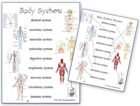 Human Body Systems - Worksheets - Homeschool Den