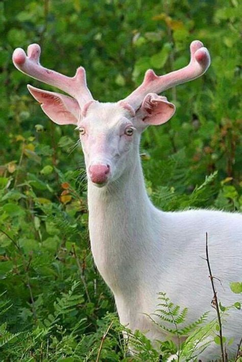 27 White stag - totem animal ideas | albino deer, albino animals, deer