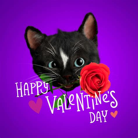 Happy Valentine's Day Cat Felini sending love to all kitty cats and ...