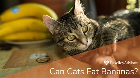 Can Cats Eat Bananas? Here's Everything You Need to Know | Pawlicy Advisor