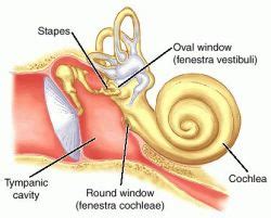 Sternal fenestra | definition of sternal fenestra by Medical dictionary