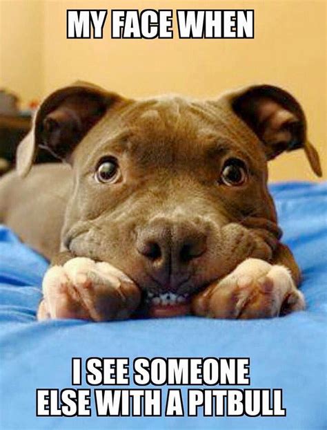 Pin by Dani Rescue Dog Mom on Pibbles | Pitbulls, Pitbull puppies, Cute funny animals