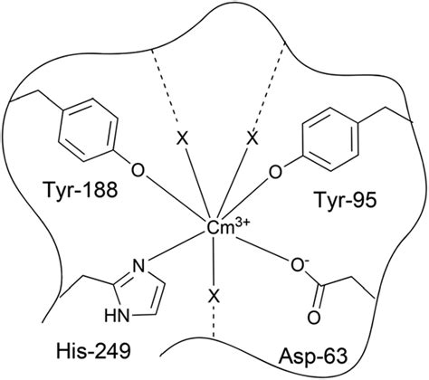 Proposed structure of the Cm(III) transferrin species II; X represents... | Download Scientific ...