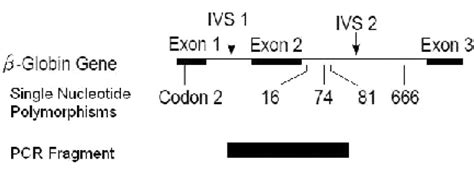 Beta globin gene representation: A portion of beta globin gene spanning ...