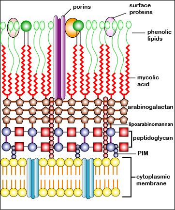 BIOL 230 Lecture Guide - Acid-Fast Cell Wall