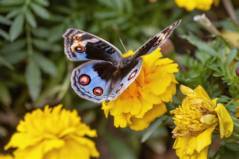 Best fly repellent plants: 10 plants to keep pests away | Homes & Gardens