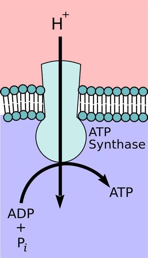 Atp Synthase Location In Mitochondria