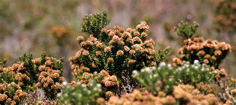 Chapada Diamantina | Plants, Garden, Red peppercorn