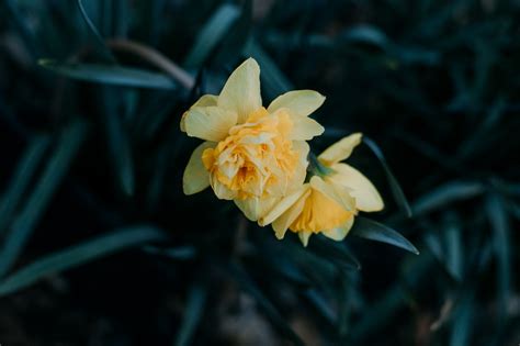 Spring blooms | Flowers from the yard | Denver, Colorado photography — Brooke Austin Photo ...