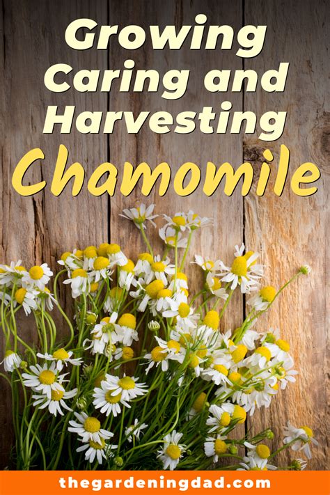 Learn easy and quick tips for Growing, Harvesting, & Using Chamomile! Tips include how to grow ...