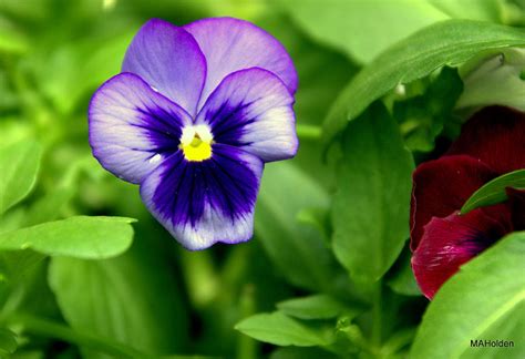 Purple Pansy Photograph by Mark Holden | Pixels