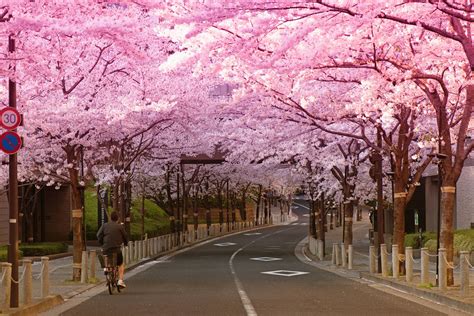 Chery blossom road in Tokyo : r/pics