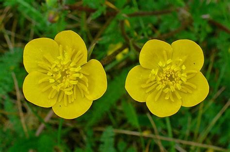 Buttercup Flower- Meaning, types and gardening - Environmental Earth