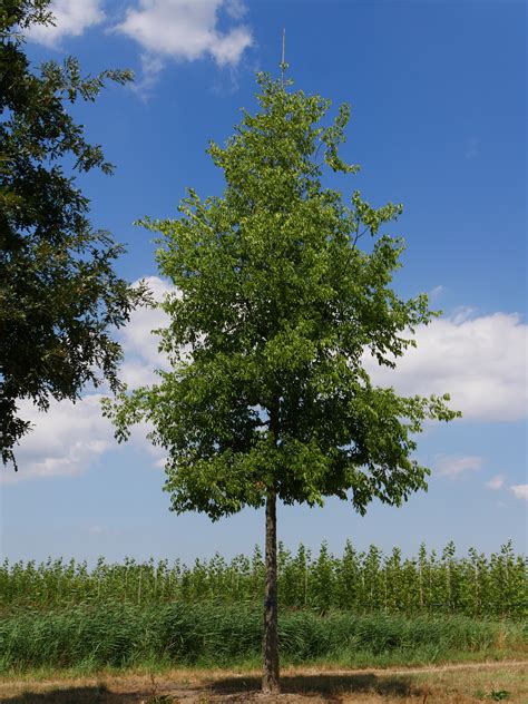 Celtis occidentalis | North American hackberry, Nettle tree - Van den Berk Nurseries