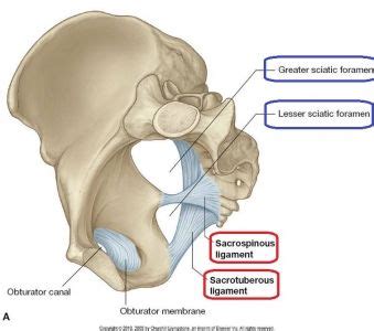 Lesser Sciatic Notch / LOM week 7B at University of Texas - Health ...