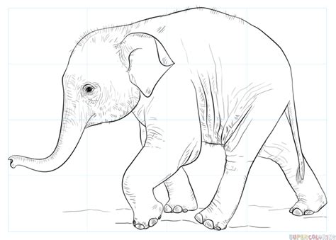 How to draw a baby elephant | Step by step Drawing tutorials