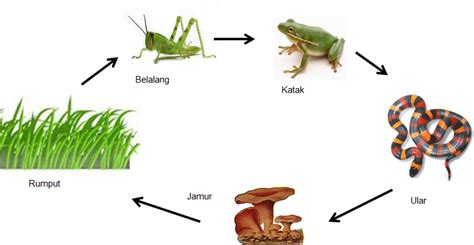 Contoh Gambar Ekosistem Hutan Hujan Tropis - Hontoh