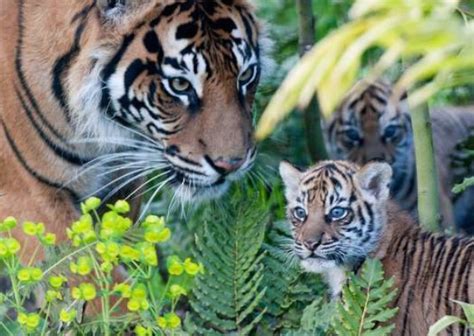 Lion Cubs Meet Their Dad for the First Time