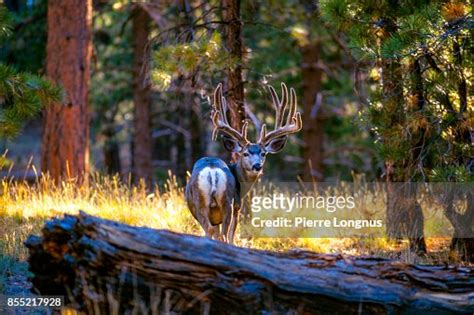 Kaibab Deer Kaibab Plateau Arizona Usa High-Res Stock Photo - Getty Images