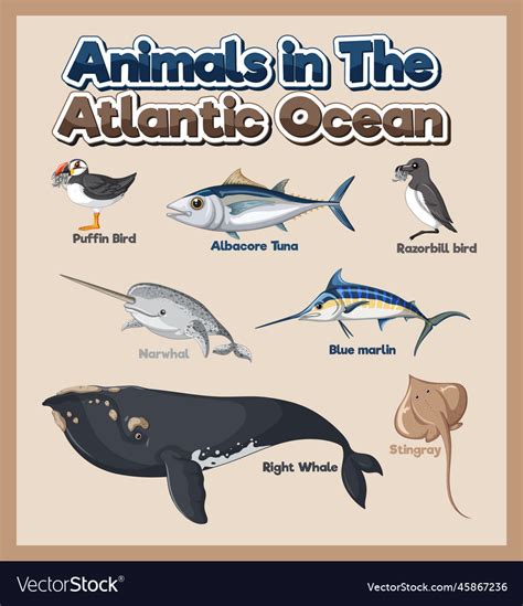 Atlantic Ocean Animals