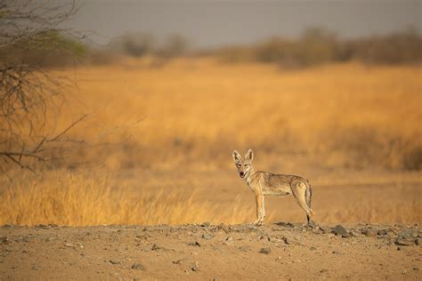 Indian wolf Pup - Francis J Taylor Photography