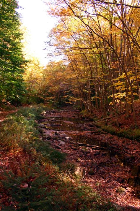 Fall Hiking Trail Follows Creek | Forest Foliage Autumn Fall Nature Pictures