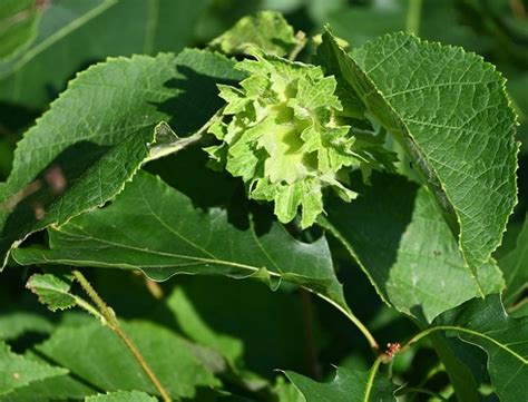 American Hazelnut Guide: How to Grow & Care for “Corylus Americana”