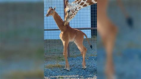 The rare giraffe born without spots now has a name