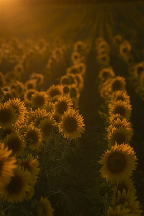 Landscape Photography of Sunflower Field during Sunset · Free Stock Photo