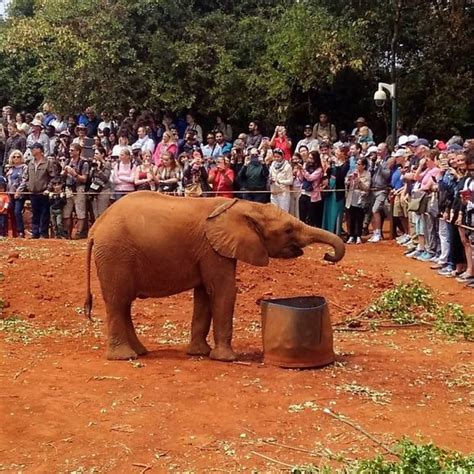 David Sheldrick Wildlife Trust – Nairobi, Kenya - Atlas Obscura