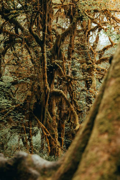 Hoh Rainforest: Hall of Mosses & Spruce Nature Trail