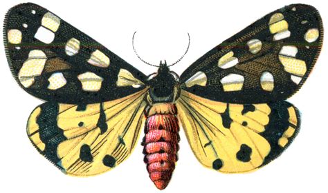 Moth PNG Images Transparent Free Download - PNG Mart