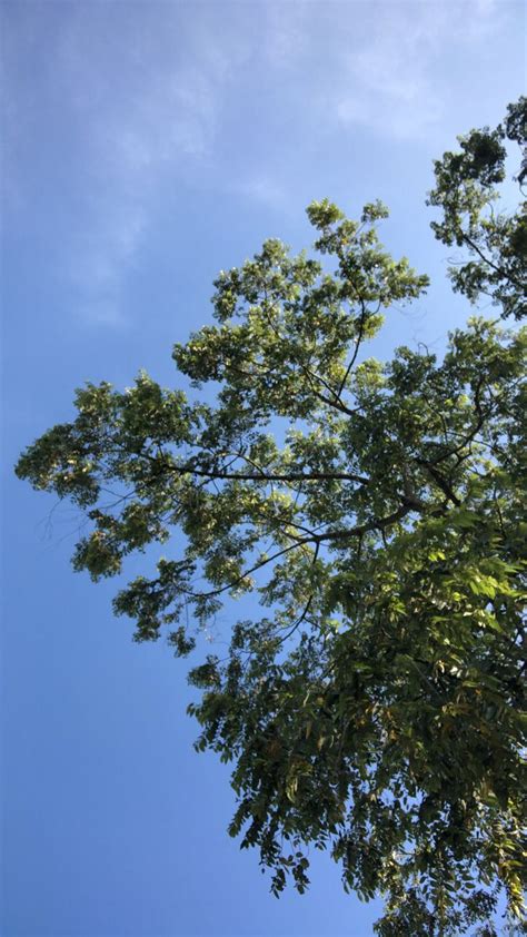 an airplane flying through the blue sky with trees in it's foregrounds