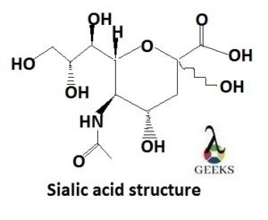 Sialic Acid Structure: Detailed Explanations - LAMBDAGEEKS