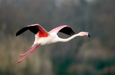 Flamingo | San Diego Zoo Animals & Plants