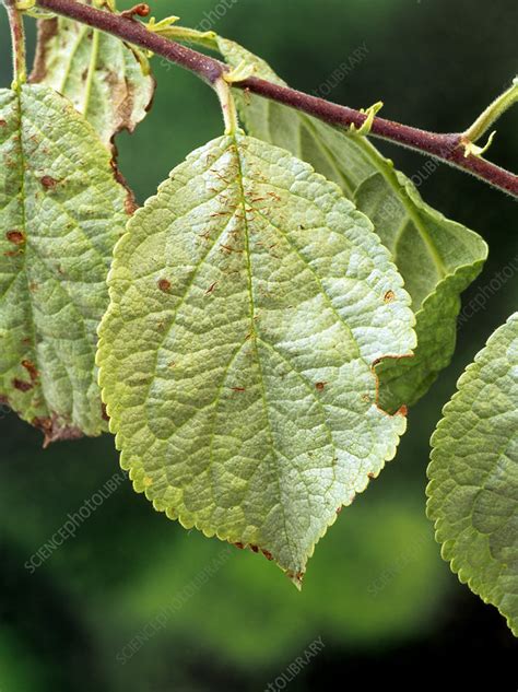 Silver leaf disease - Stock Image - B275/0078 - Science Photo Library