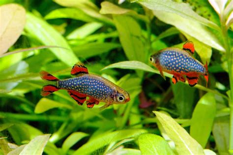 Celestial Pearl Danio: Care, Tank Size, Breeding & More - Fish Laboratory