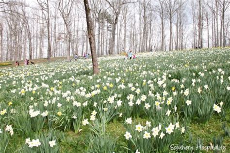 Spring at Gibbs Gardens: the Daffodils - Southern Hospitality