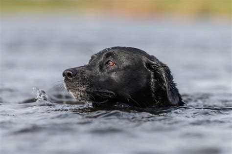 17 Water Dog Breeds That Give A New Meaning To 'Doggie Paddle' – PureWow | lupon.gov.ph