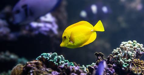 National Aquarium - Yellow Tang