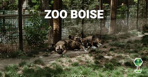 Zoo Boise | Experience Boise | Totally Boise