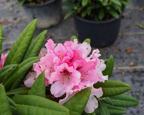 Noble Mountain Rhododendron - Plants4Home