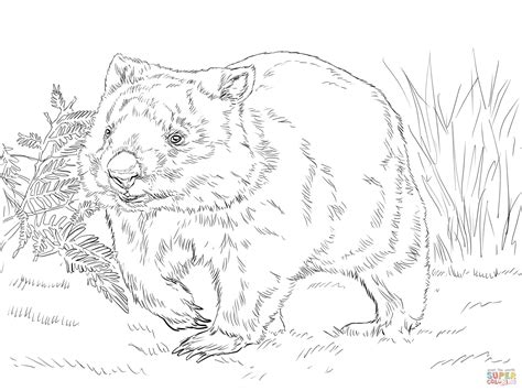 Common Wombat coloring page | Free Printable Coloring Pages