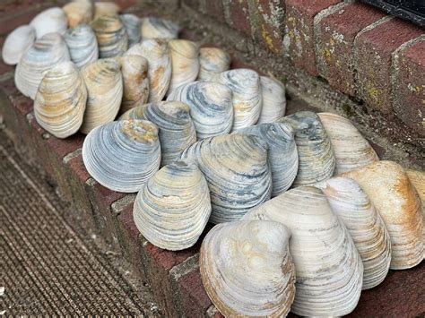 XL Quahog Clam Shells 3 - Etsy