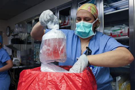 First Pig Kidney Transplant into Human Patient | Report Focus News