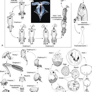 (PDF) Chaper 27. Copepoda