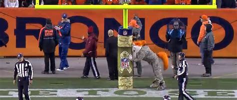 The Denver Broncos mascot should relax | For The Win