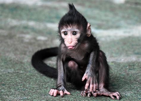 Baby monkey Zingo makes debut at Brookfield Zoo - Chicago Tribune