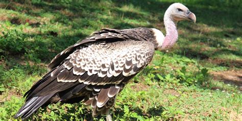 Ruppell's griffon vulture | Smithsonian's National Zoo and Conservation ...